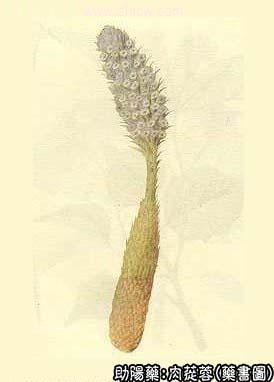 肉苁蓉的中药书图