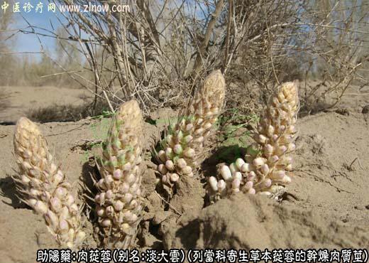 肉苁蓉图片