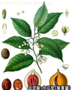 肉豆蔻的中药书图