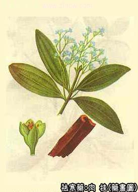 肉桂的中药书图