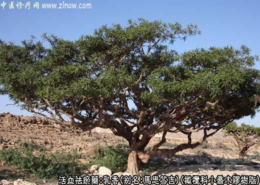 中草药图谱:乳香