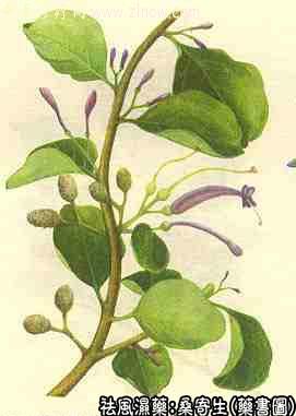 桑寄生的中药书图