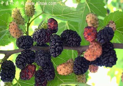【中医诊疗网】：桑椹子