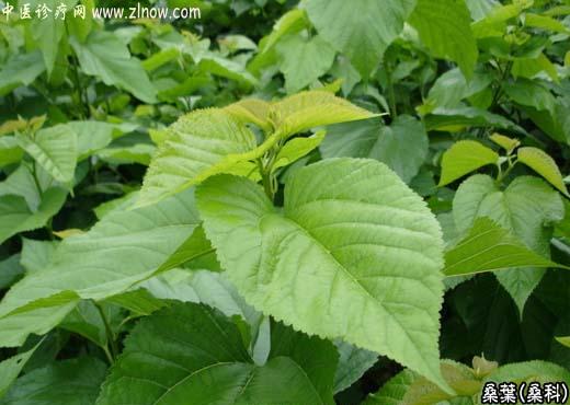 【中医诊疗网】：桑叶