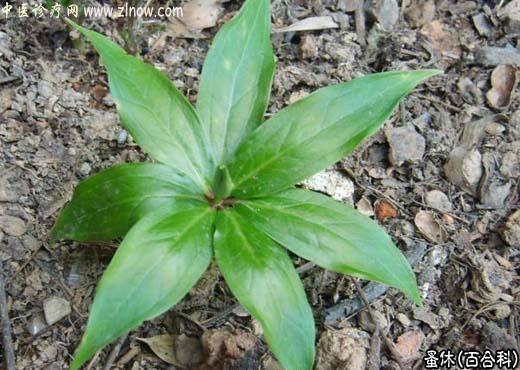 【中医诊疗网】:蚤休