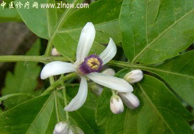 【中医诊疗网】：森树