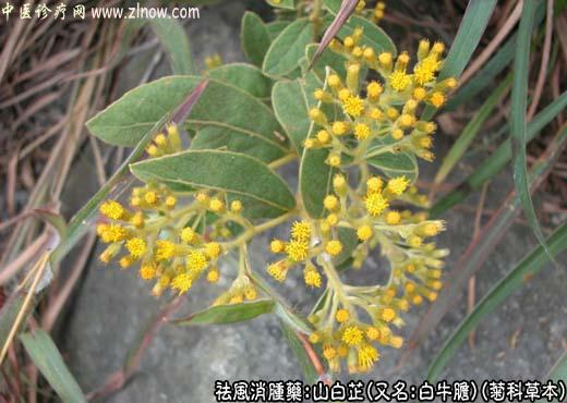 【中医诊疗网】:山白芷
