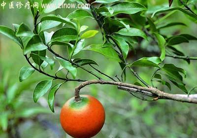 【中医诊疗网】:山橙