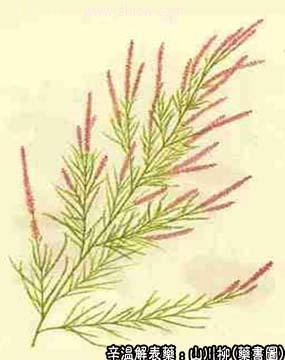 山川柳的中药书图