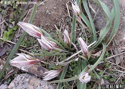 【中医诊疗网】:山慈菇