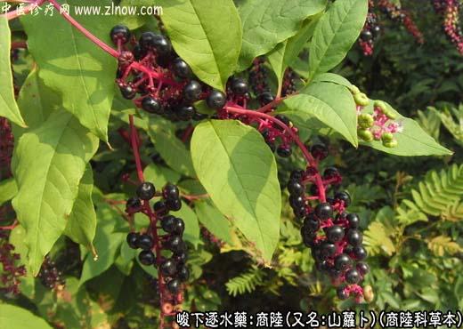 【中医诊疗网】：商陆