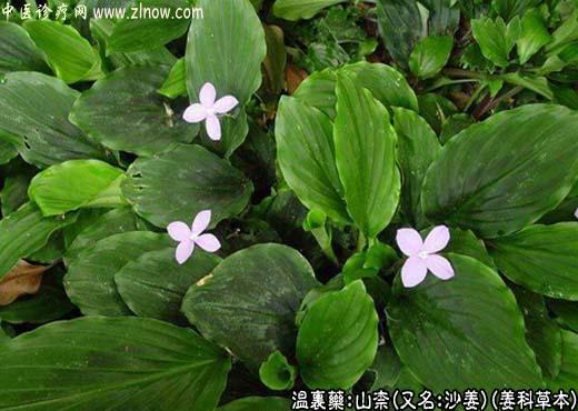 【中医诊疗网】：山柰