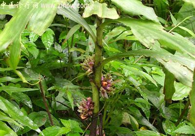 【中医诊疗网】:杉树寄生