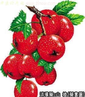 山楂的中药书图