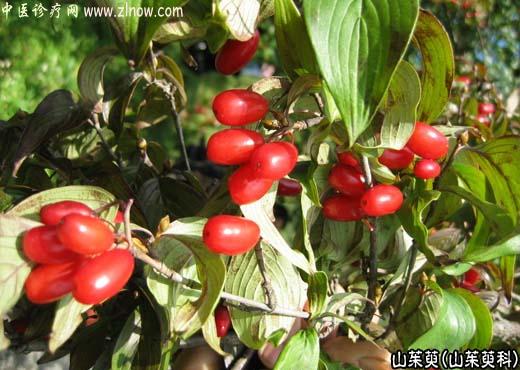 【中医诊疗网】:山茱萸