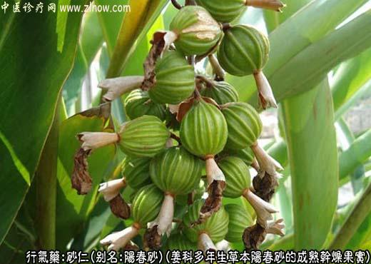 砂仁图片