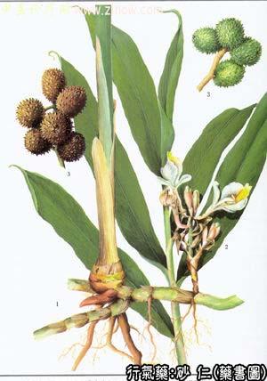 砂仁的中药书图