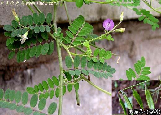 【中医诊疗网】：沙苑子