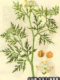 蛇床子的中药书图