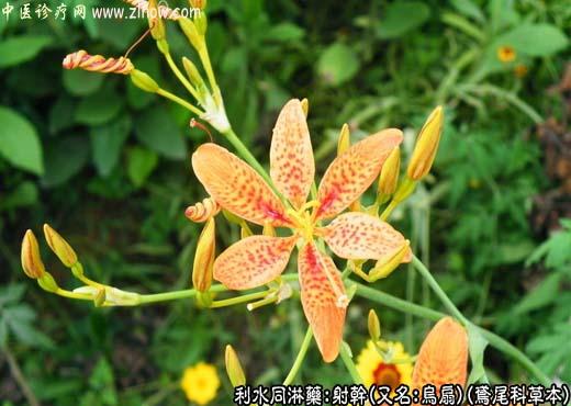 【中医诊疗网】:射干