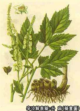 升麻的中药书图