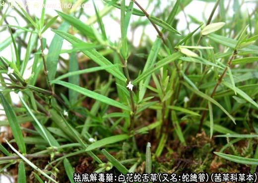 【中医诊疗网】：白花蛇舌草