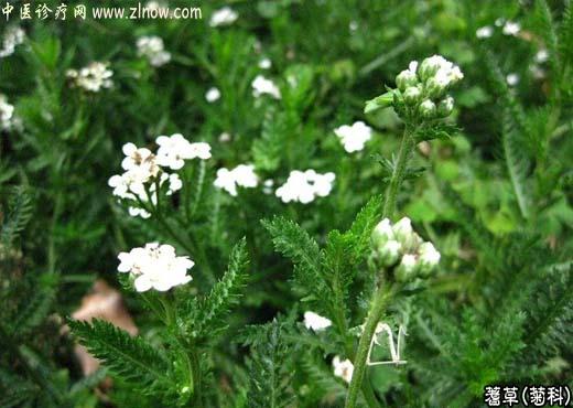 【中医诊疗网】:蓍草(一支蒿)【菊科】
