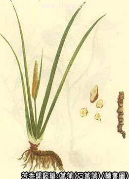 菖蒲的中药书图
