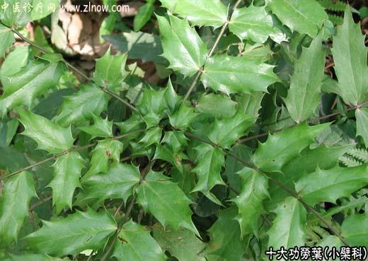 【中医诊疗网】：十大功劳叶(黄天竹)【小檗科】