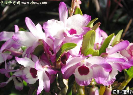 【中医诊疗网】:石斛