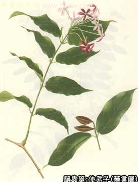 使君子的中药书图