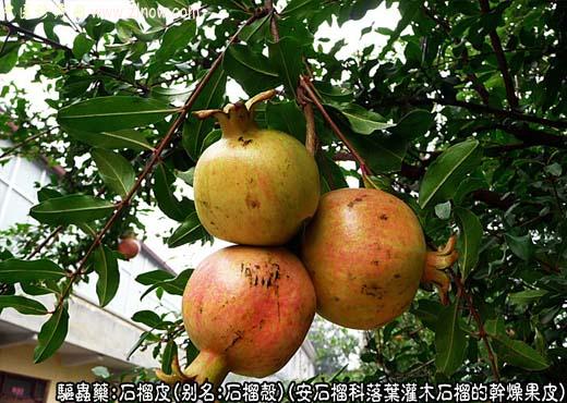 石榴皮图片