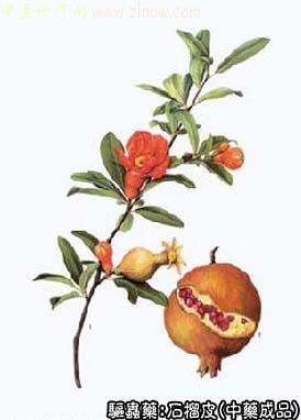 石榴皮的中药书图