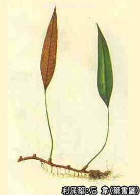 石韦的中药书图