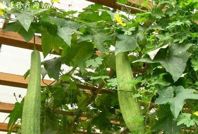 【中医诊疗网】:水瓜