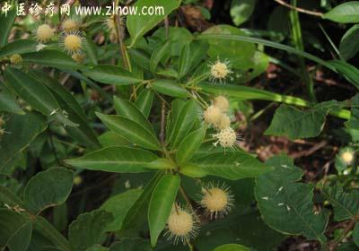 【中医诊疗网】：水杨梅