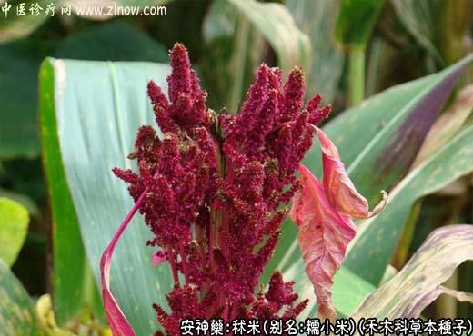 中药名称大全：秫米