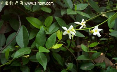 【中医诊疗网】:崧筋藤