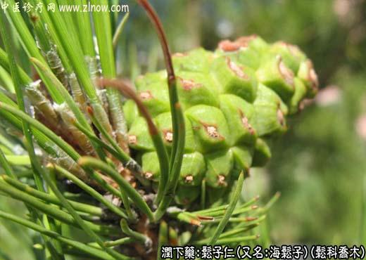 【中医诊疗网】：松子仁