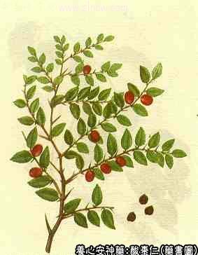 酸枣仁的中药书图