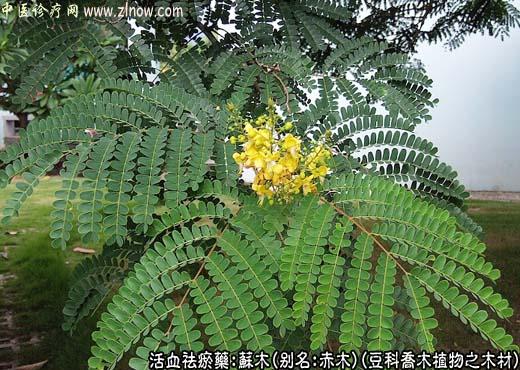 【中医诊疗网】：苏木