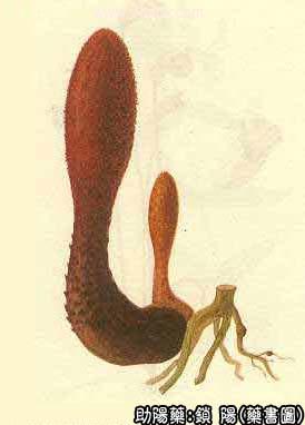 锁阳的中药书图