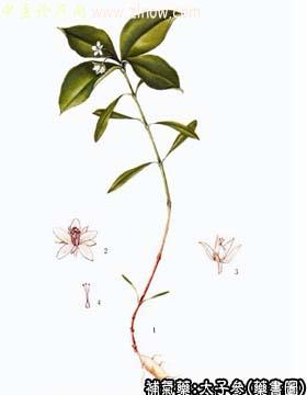 太子参的中药书图