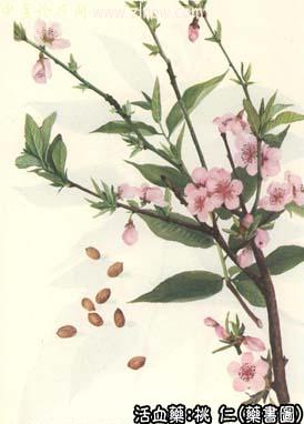 桃仁中药书图