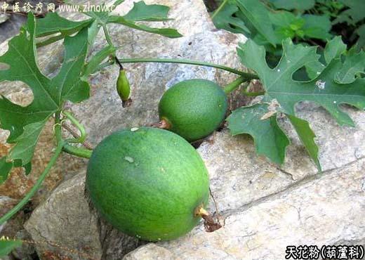 【中医诊疗网】:天花粉