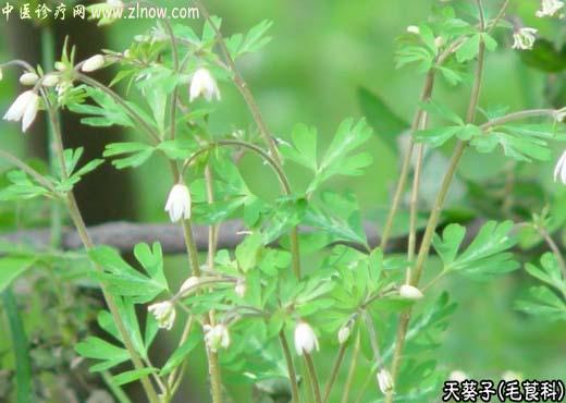 【中医诊疗网】:天葵子