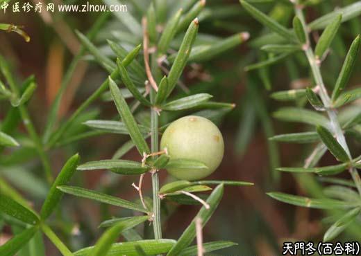 【中医诊疗网】：天门冬