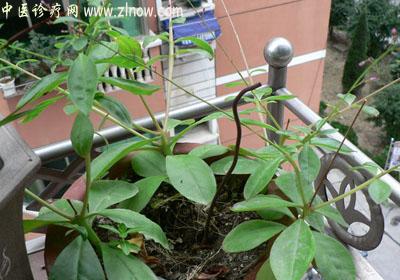 【中医诊疗网】:土人参