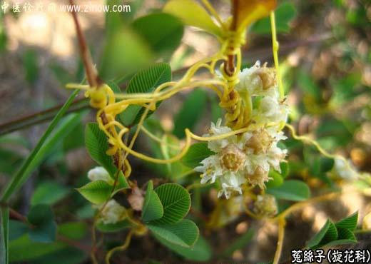 【中医诊疗网】:菟丝子