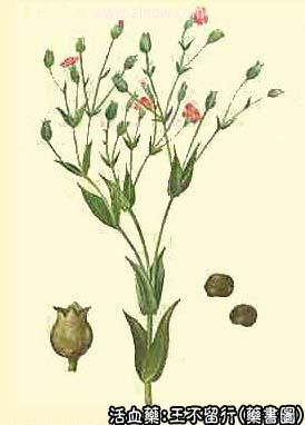 王不留行的中药书图